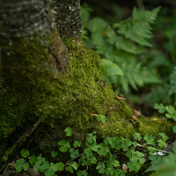 Projet ARBOR - 