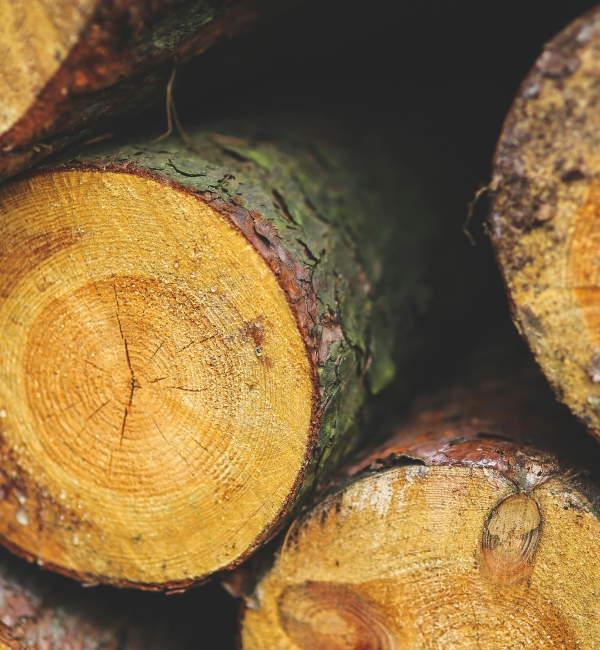 Projet ARBOR - Rafforzare la resilienza delle foreste alpine di fronte al cambiamento climatico