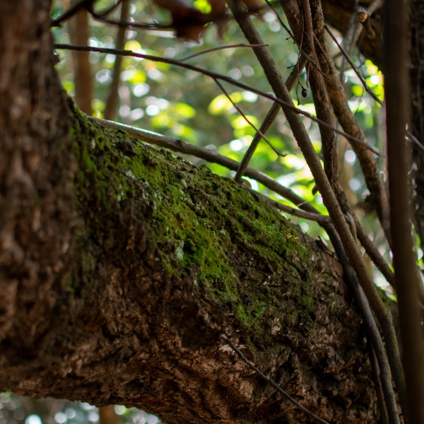 Projet ARBOR - Incontro transfrontaliero ARBOR: foreste e territori di fronte alle sfide climatiche