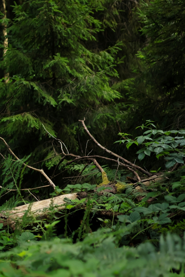 Projet ARBOR - galerie