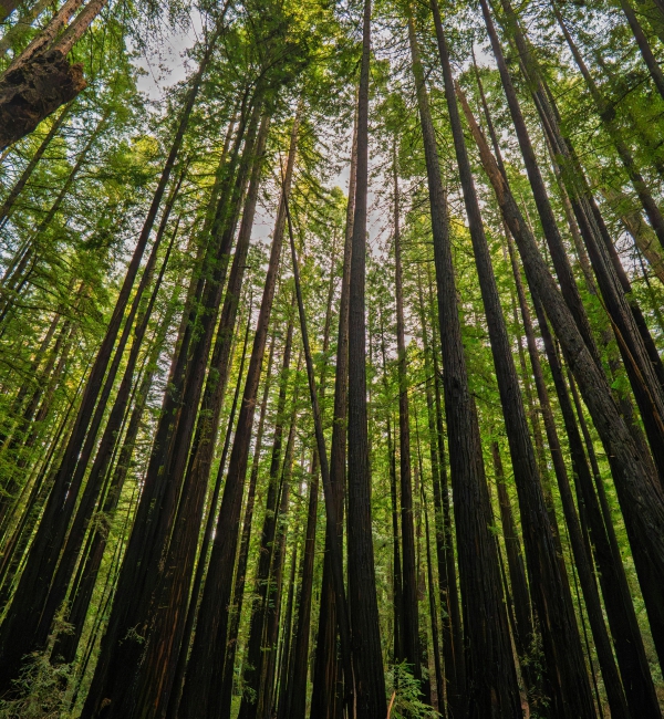 Projet ARBOR - 